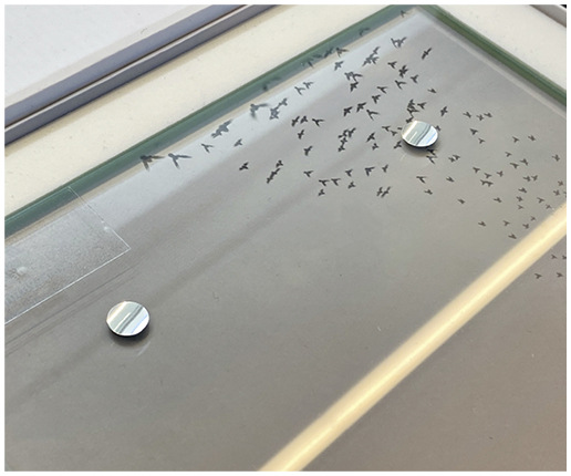 In die PVB-Folie sind kleine, wie Spiegel wirkende Pailletten eingesetzt, die von Vögeln deutlich wahrgenommen werden.
