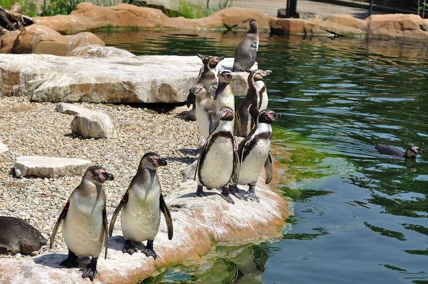 Die Humboldt-Pinguine teilen sich den ihrer lateinamerikanischen Heimat nachempfundenen Lebensraum im Zoo Krefeld mit Inka-Seeschwalben und Rotschulterenten.