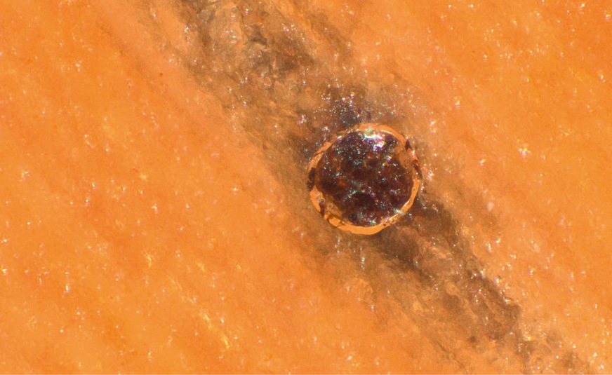 Abbildung 2: Luftblasen als Eintrittspforten für holzverfärbende Pilze