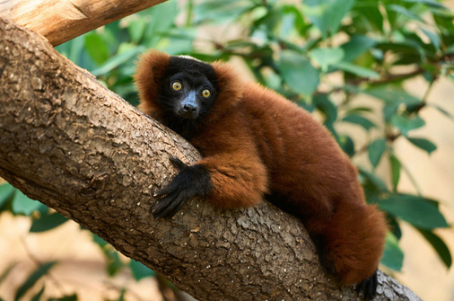 Nicht nur die Brüllaffen, auch die weiteren tierischen Bewohner sowie ein zentraler Wasserfall sorgen für eine beeindruckende Klangkulisse.