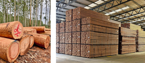 Von den Stämmen werden die unteren 10 m im Sägewerk weiterverarbeitet. Alles, was darüber ist, findet Verwendung für die Papierindustrie. Die Firma Urufor liefert das Holz geschnitten und getrocknet an Holz Schiller. Dabei wird, anders als vielfach in Asien und Europa, auf großen Bandsägen (deutsche Hersteller) mit der Struktur des Holzes geschnitten. Das juvenile Holz, mittig im Stamm auf ca. 15 × 15 cm, ist nicht Fehlerfrei und findet beim Red Grandis-Spezialisten Holz Schiller keinen Eingang in die Leimholzproduktion.