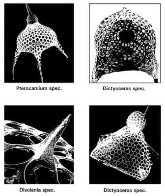 Bild 2: Typische Formen von Radiolarien; Disolenia: Ausschnitt mit Stachelfortsatz. - © Bild 2 nach Bach (ed. 1990)
