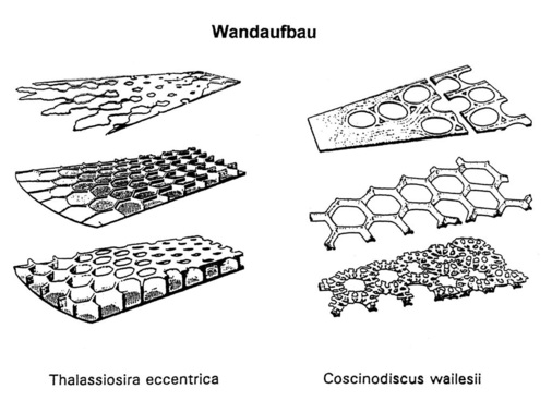 Bild 3: Sukzessive Wandaufbau bei 2 Arten von Diatomeen. - © Bild 3 nach Schmid aus Nachtigall (1987) und aus Bereiter-Hahn et al. (1987)
