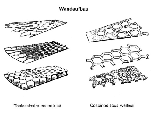 Bild 3: Sukzessive Wandaufbau bei 2 Arten von Diatomeen.
