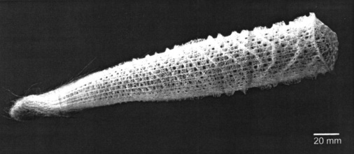 Bild 4: Glasschwamm, wahrscheinlich Gieskannenschwamm Euplec­tella aspergillum aus der Tiefsee. - © Bild 4 nach Aizenberg et al. (2005)

