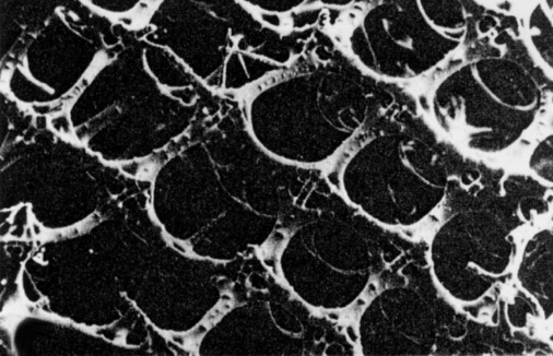 Bild 5: Orthogonale Gitterkonstruktion beim Glasschwamm Aulocystis spec., Silikatgerüst, Aufsicht.