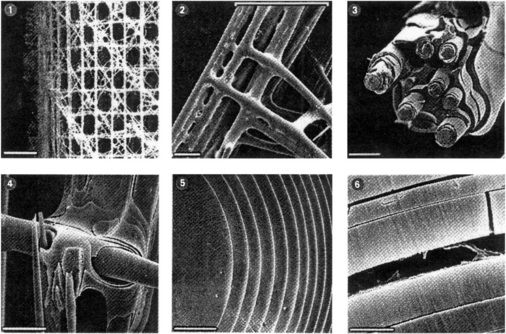 Bild 6: Hierarchische Ebenen eines Glasschwamms vom Euplectella-Typ. Ausschnitt in der Draufsicht, verbundene Längs- und Querträger, Trägeraufbau aus konzentrisch geschichteten fädigen Strukturen, Knoten, Ausschnitt, konzentrische Fadenschichtung, Feinstruktur einer konzentrischen Hülle.
