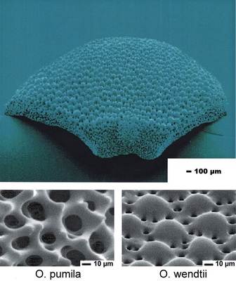 Bild 7: Schlangensterne der Gattung Ophiocoma. Oben gesamte dorsale Armplatte von O. wendtii, unten Ausschnitte, bei O. pumila ohne, bei O. wendtii mit Linsen.