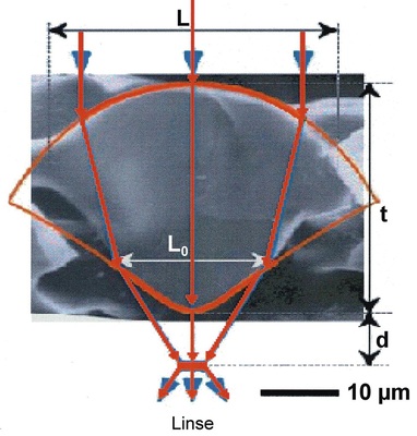 Bild 8: Einzellinse von Ophiocoma wendtii. L dorsale Linsenbreite, L0 ventrale Linsenbreite, t Gesamthöhe, a Abstand des Ventralendes von der Fokussierungsebene. - © Bild 8 nach Aizenberg (2001)
