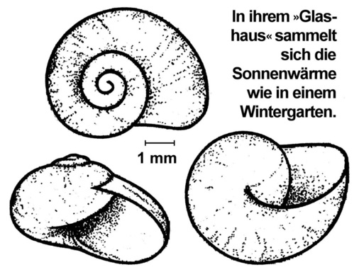 Bild 9: Glasschnecken. - © Bild 9 nach Nachtigall, Blüchel (2000)
