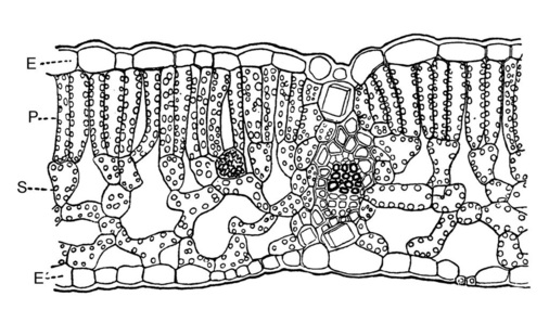 Bild 11: Schnitt durch ein Buchenblatt. Die Schichten des Palisadenparenchyms P sowie des Schwammparenchyms S enthalten Chlorophyllkörner. Die Epidermisschichten E sind farblos und durchscheinend. - © Bild 11 nach Strasburger et al. (1978)
