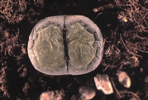 Bild 12 : „Lebender Stein“, Gattung Lithops, Breite 3 cm. Auflicht. Etwas aus der Erde herausgezogen.