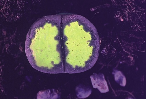 Bild 13: „Lebender Stein“, Gattung Lithops, von unten durchleuchtet (umgekehrter Strahlengang) zur Darstellung der „Fenster“.