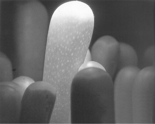 Bild 14: Fensterpflanzen der Gattung Fenestraria, etwas aus der Erde gezogen. Die mittlere ist etwa im mittleren Drittel der Fensterbreite mit einer Glasfaserleuchte beleuchtet; Erkennbar ist die Lichtausbreitung im Inneren.