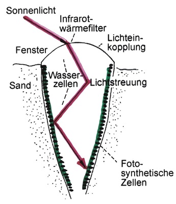 Bild 15: Längsschnitt durch eine Fensterpflanze, Fritia pulchra, bis zur „Fensterkuppel“ im Sand verborgen. Lage der Fensterpflanze im Sandboden, Lage der photosynthetisch aktiven Zellen an der Peripherie, Lichtführung. - © Bild 15 nach Tributsch (1995)
