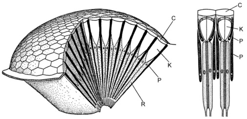 Bild 16: Schema des Komplexauges eines Insekts. Links: Blockschaltbild. Rechts: Längsschnitt. Die Cornea C sowie die Kristallkegel K, die das Licht auf die Retina R leiten, sind glasartig-durchsichtig. Die Einzelaugen (Ommatidien) werden durch Pigmente P gegeneinander optisch isoliert.