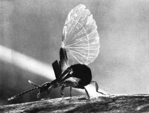 Bild 19: Der Kleine Ohrwurm Labia minor hat mit Hilfe seiner Zangen eben seinen rechten glasartig durchsichtigen Flügel ausgebreitet. - © Bild 19 nach Kleinow (1966)
