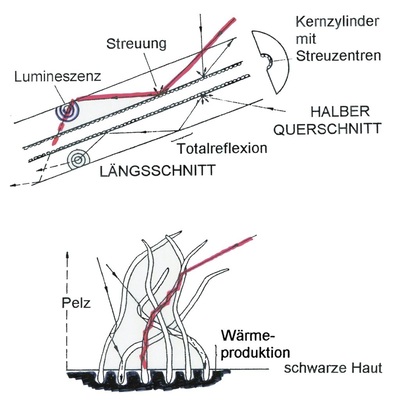Bild 21: Lichtleitung im Haar eines Eisbären. Oben: Totalreflexion an der Außenwand des inneren Streuzylinders und der Innenwand der Haarhülle, im letzteren Fall mit Lumineszenzerscheinungen. Unten: Schema der Lichtleitung in die Haarbasis, die in der dunklen Hautoberfläche verankert ist.