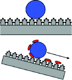 Wirkprinzip<br />Abperlender Wassertropfen auf superhydrophober Oberfläche.Abrollender Wassertropfen nimmt Schmutzpartikel auf.