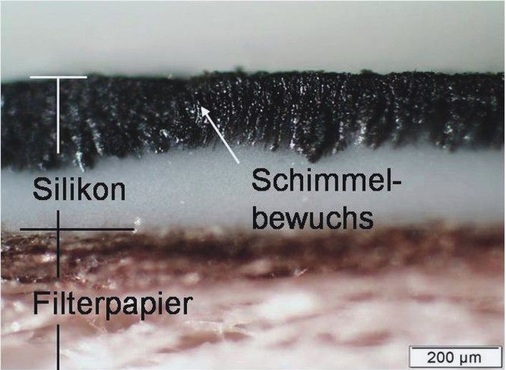 Der Schnitt durch eine Silikonprobe<br />Deutlich sichtbar ist das Schimmelpilzwachstum im getesteten Silikon.