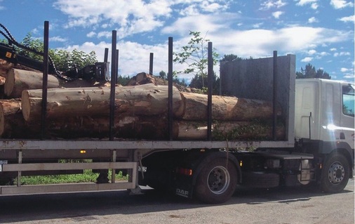 Kurze Stammabschnitte<br />Eucalyptus globulus auf dem Weg ins Sägewerk (Arzúa, Prov. La Coruña).