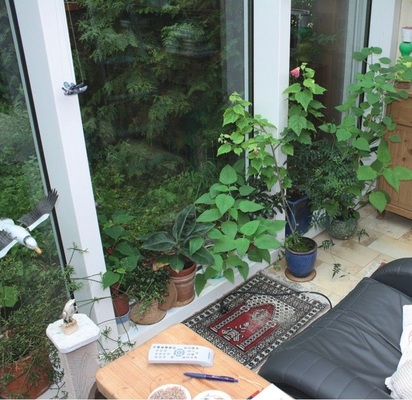 Behinderung LuftführungDie Mauer aus Blumen und Pflanzen verhindert die Beaufschlagung der Bauteile mit warmer Luft, sodass deren Oberflächentemperaturen häufig unter der Raumtemperatur und so auch erheblich unter der sogenannten Taupunkttemperatur liegen. Hier fällt Kondensat an der Konstruktion aus.