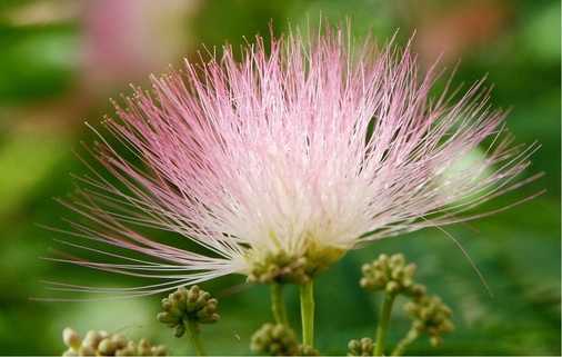 Exotische Zierpflanze: Die Calliandra surinamensis benötigt während der Sommermonate einen ­hellen, warmen Standort, am besten gedeiht diese Art ganzjährig unter Glas. Die Überwinterung sollte ebenfalls hell und möglichst nicht unter 15°C erfolgen.