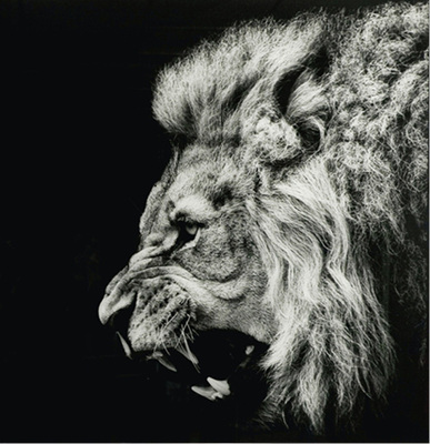 



Hier ein gelasertes Tier-Motiv aus der Veredlung von Hoog & Sohn.
