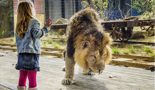 <p>
</p>

<p>
Das reflektionsarme Guardian Clarity Glas ist im Land of the Lions im Zoo von London verbaut und lässt die Raubtiere mit dem nötigen Sicherheitabstand hautnah erleben.
</p> - © Foto: Roma

