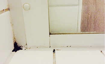 



Ecken und Kanten führen schnell zu Schimmel- und Pilzbildung. Das lässt sich mit Glas vermeiden.
