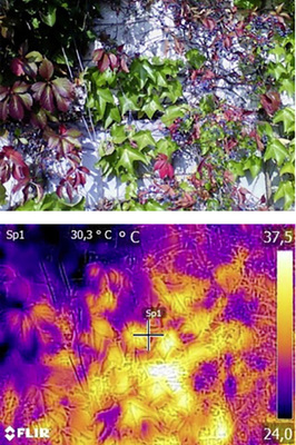 



Die Thermografische Nahaufnahme zeigt auf, welche Bereiche in der Fassade erwärmt werden.
