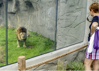 



Die für die VSG-Einheiten verwendeten Ionoplast-Zwischenlage von Trosifol sind bis zu 100-mal steifer und bis 5-mal härter als Standadr-VSG-Folien, was größere Glasformate mit geringerer Durchbiegung ermöglicht.
