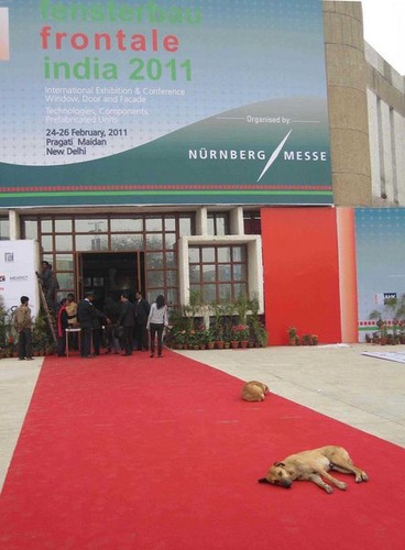 Nur keine schlafenden Hunde wecken: In Indien gibt es viele freilebende Hunde, auch auf dem Messegelände. - Matthias Rehberger, GLASWELT