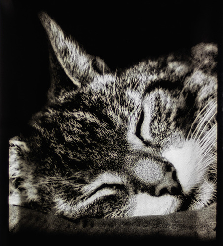 Tiermotive sind bei Kunden beliebt. - GLASWELT Archi