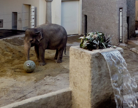 Beobachten lässt sich das Treiben der Elefanten vom Boden sowie von einer großzügigen Galerie. - © JET-Gruppe
Beobachten lässt sich das Treiben der Elefanten vom Boden sowie von einer großzügigen Galerie. - JET-Gruppe