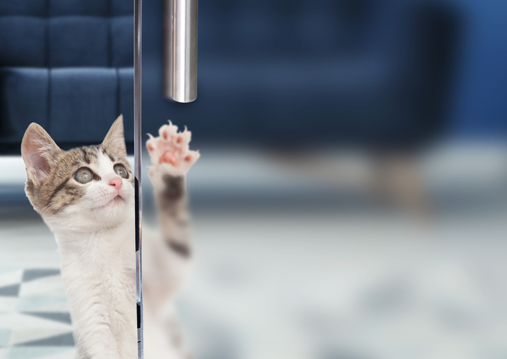 Aufgrund der strapazierfähigen Oberfläche ist Ecosat Screen von Vitrealspecchi gut für Türen geeignet.