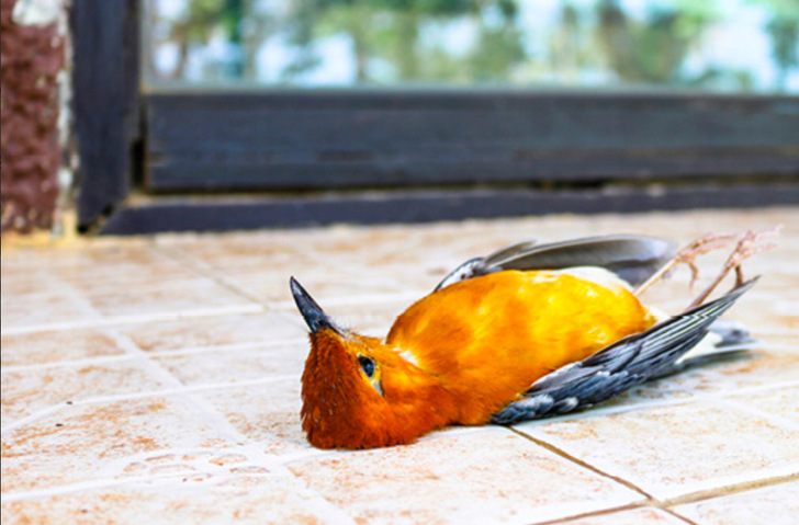 Alleine in Baden-Württemberg sterben jährlich rund 15 Mio. Vögel durch Kollisionen mit Glasscheiben. Mit Vogelschutzglas sowie mit entsprechenden Folien ließe sich dies Zahl deutlich senken. - © Getty Images / Neagone

