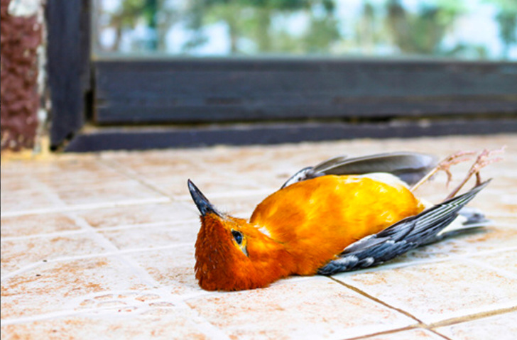 Alleine in Baden-Württemberg sterben jährlich rund 15 Mio. Vögel durch Kollisionen mit Glasscheiben. Mit Vogelschutzglas sowie mit entsprechenden Folien ließe sich dies Zahl deutlich senken.