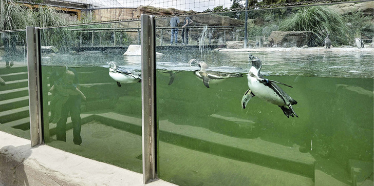 Blick unter Wasser auf die Pinguine und ihre Mitbewohner, die Rotschulterenten und Inka-Seeschwalben. Die Stadip Aqua-Scheibe macht es möglich.