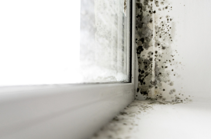 Schimmel in Innenräumen ist nicht nur ein optisches Ärgernis, er ist hochgradig gesundheitsgefährdend. Mit dem ­richtigen Einsatz von Fenster­lüftern lässt sich ganz auto­matisch ­solche Schimmel­bildung vermeiden. - © Foto: Regel-air
