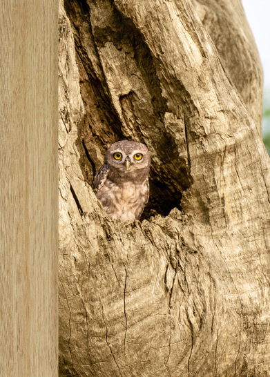 Auf dem Messestand zeigt Renolit unter anderem die Exofol PFX Super-Matt Serie in dem Publikumsliebling Coriander Oak.