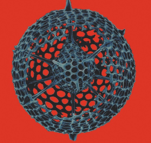 Bild 1: Gitterkugel-Radiolarie, wahrscheinlich Actinomma trinacrium, aufgebrochen.