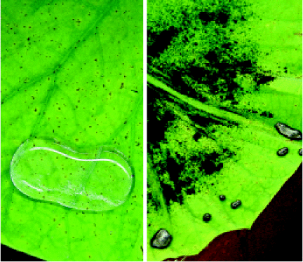 Die Natur macht es uns vorLinks: Abperlender Wassertropfen auf Lotusblatt. Rechts: Wassertropfen reinigen Lotusblatt von Rußpartikeln.