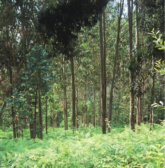 Jungwuchs unter älterem, ausgelichteten BestandSchön zu sehen ist die bläuliche Färbung des Laubes der jungen Eucalyptus globulus-Bäume, welche zu dem Namen „Blue gum“ geführt hat.