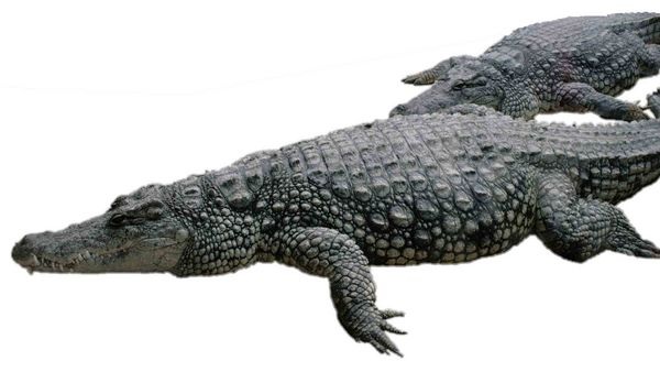 Sicher hinter Glas: Die Krokodile des Kölner Zoos.