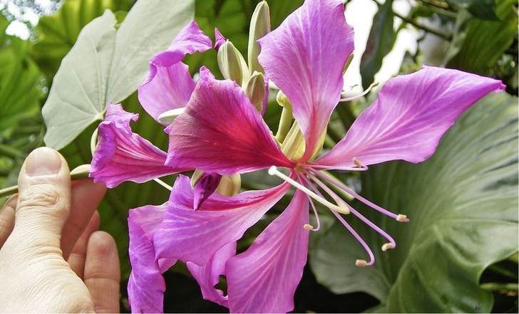 Einige Arten der Bauhinien werden wegen ihrer schönen, duftenden Blüten, die an Orchideen erinnern, als ­Zierpflanzen in tropischen und subtropischen Wintergärten verwendet. Das Spektrum der möglichen Pflanzen ist in einer solchen Glasoase sehr groß. - © Foto: Maria Sansoni
