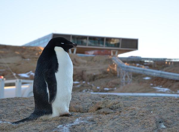 Bei Temperaturen von um die 0º Celsius stellen sich bei den Pinguinen in der Antarktis sommerliche Gefühle ein. Im Hintergrund die Forschungsstation, die den Europäischen Stahlbaupreis 2013 erhalten hat.