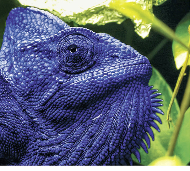 
Fassaden von morgen werden sich optimal an die Umgebungsbedingungen anpassen. Es bestehen sogar schon Bestrebungen, dass die Gebäudehülle auch farblich reagiert: Das Chamäleon lässt grüßen.
