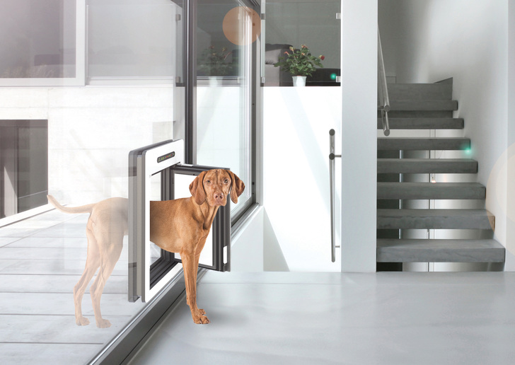 petWALK Tiertüre Large eingebaut in eine Ganzglasfassade