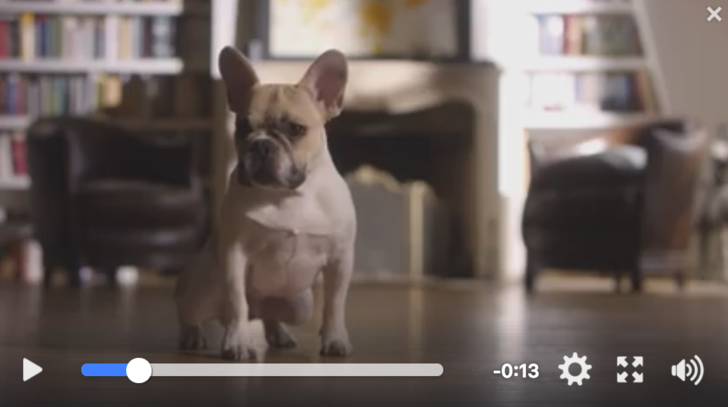 Die neue Sicherheitslösung soll Haustiere gut von vom Menschen unterscheiden können.